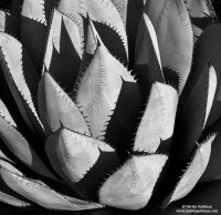 agave, santa, barbara, botanic, garden