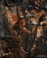 Aspen Bark print