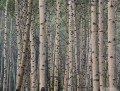 Aspens In Smokey Light print
