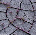 Cracked Mud and Flowers print
