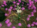 Desert Lily and Verbena print
