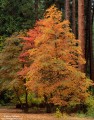 Dog Fest - Dogwoods in Autumn Glory print