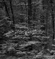 Dogwood in the Forest print