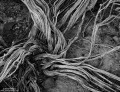 Entwined print