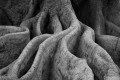 Fig Tree #2 print
