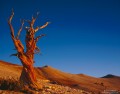 First Light on the Bristlecones print