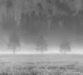 Fog Trio print