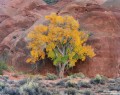 Grand Cottonwood print