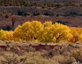 Highway 95 print