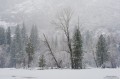 In A Snowstorm print