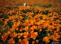 Labrador Lost in the Poppies print