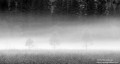 Leidig Meadow - Morning Fog print