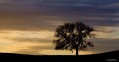 Lone Oak print