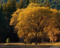 Oak in the Meadow print