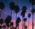 Palm Tree Dawn print