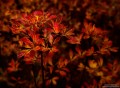 Red Leaves - California Laurel print