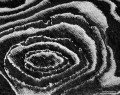 Tread Blossom print