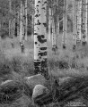 Rocks and Boles - Aspens print