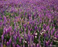 Sea of Lupine print
