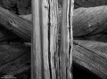 Wood Grain print