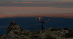 A Brush Of Dawn Light