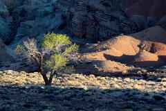 A Weathered Cottonwood