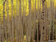 Backlit Aspens