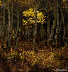 Backlit Forest