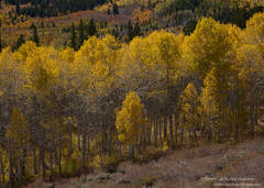 Blazing Yellow