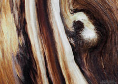 Bristlecone Abstract