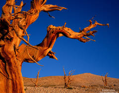 Bristlecone Pine Sentinels