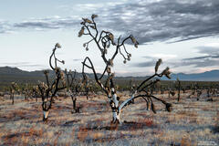 Burned Forest