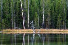 Calm Reflections