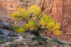Canyon Cottonwood