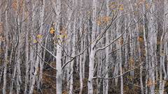 Chaotic Aspens