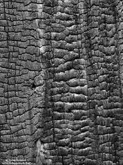 Charred Tree Patterns