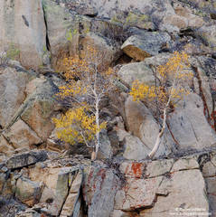 Cliff Dwellers