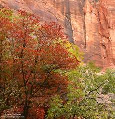 Color In The Canyon