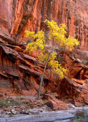 Cottonwood In The Wash