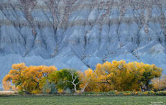 Cottonwoods And Blue Hills