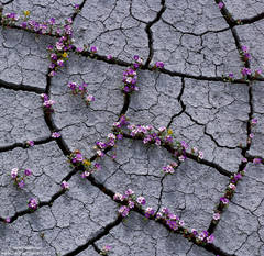 Cracked Mud and Flowers