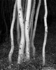 Dancing Aspens