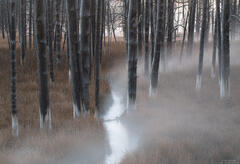 Dawn Mist