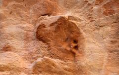 Dog Face