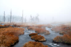 Dreamy Fog