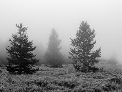 Fade Out