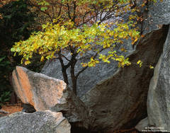 Fall Oaks and Granite