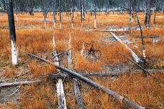 Fallen Forest