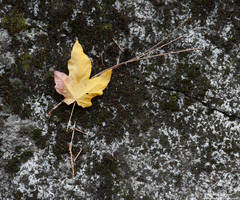 Fallen Leaf