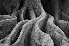 Fig Tree #2